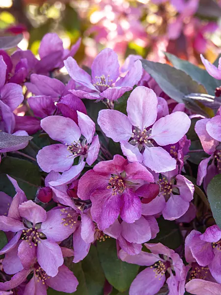 437216 - Crab apple (Malus x moerlandsii)