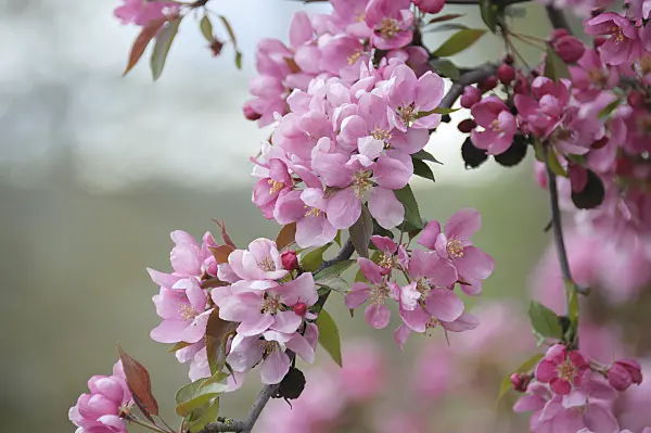 535299 - Crab apple (Malus x moerlandsii 'Profusion')