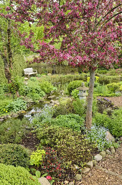 520150 - Crab apple (Malus x moerlandsii 'Profusion') in a perennial garden with brook and garden pond
