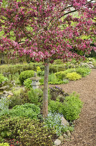 520149 - Crab apple (Malus x moerlandsii 'Profusion') in a perennial garden with garden pond