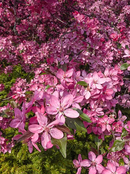 412035 - Crab apple (Malus x purpurea 'Eleyi')