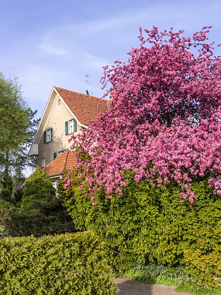 412036 - Crab apple (Malus x purpurea 'Eleyi')