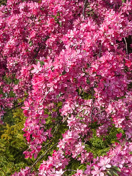 412037 - Crab apple (Malus x purpurea 'Eleyi')