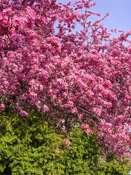 412038 - Crab apple (Malus x purpurea 'Eleyi')