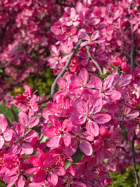 412039 - Crab apple (Malus x purpurea 'Eleyi')