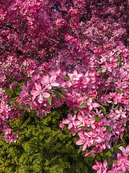 412040 - Crab apple (Malus x purpurea 'Eleyi')