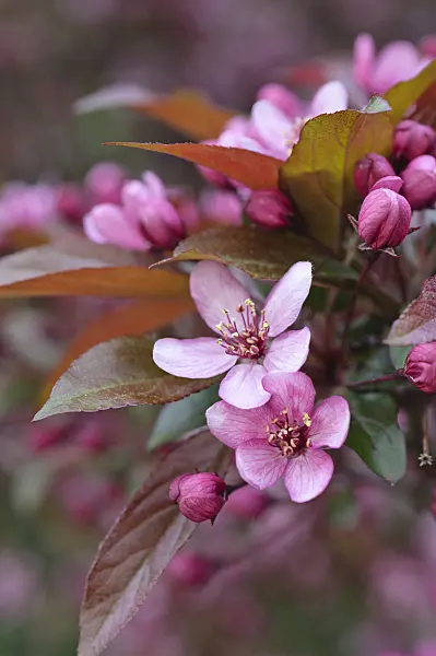 484054 - Crab apple (Malus x purpurea 'Eleyi')