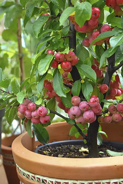 454035 - Crab apple (Malus x robusta 'Red Sentinel')