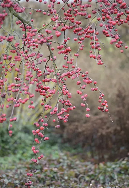 526116 - Crab apple (Malus x robusta 'Red Sentinel')