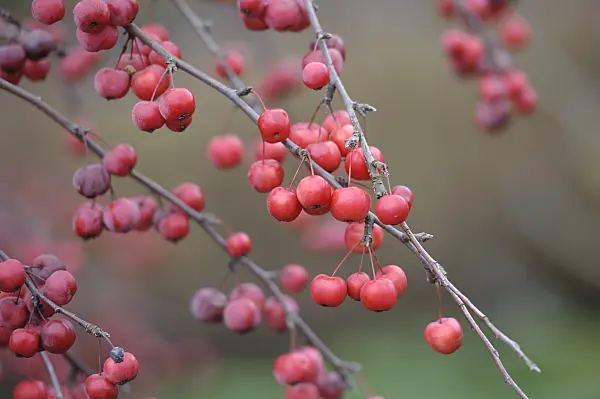 526117 - Crab apple (Malus x robusta 'Red Sentinel')