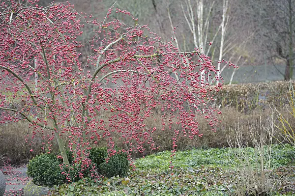 526118 - Crab apple (Malus x robusta 'Red Sentinel')