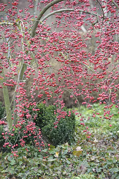 526120 - Crab apple (Malus x robusta 'Red Sentinel')