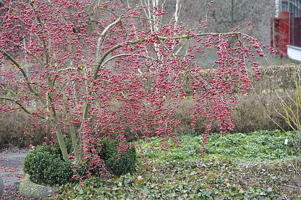 535300 - Crab apple (Malus x robusta 'Red Sentinel')