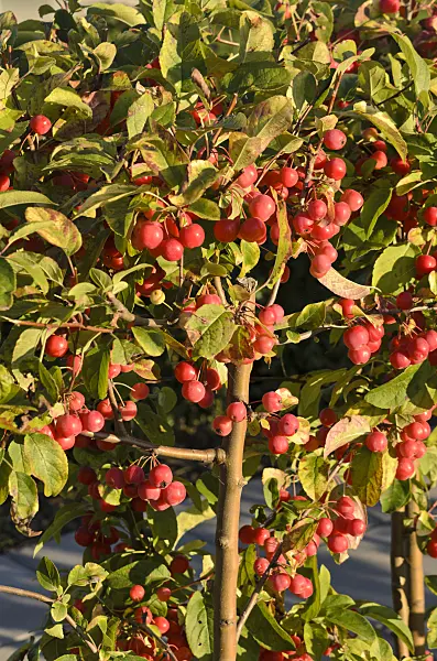 549025 - Crab apple (Malus x robusta 'Red Sentinel')