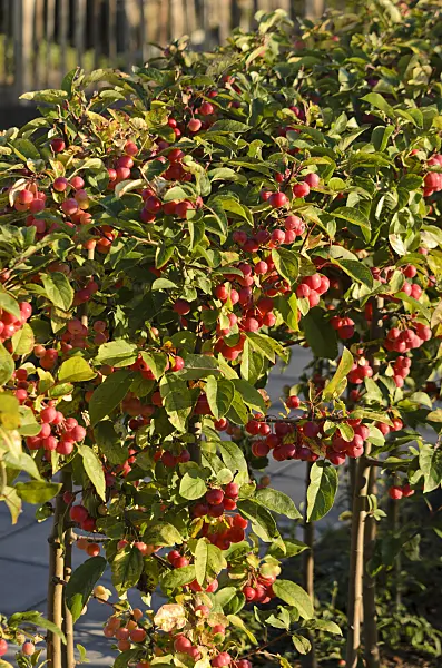 549026 - Crab apple (Malus x robusta 'Red Sentinel')