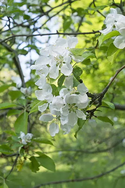 556103 - Crab apple (Malus x robusta 'Yellow Sibirian')