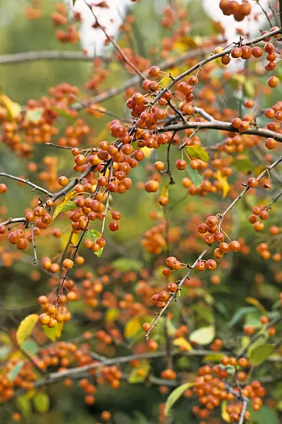 384006 - Crab apple (Malus x zumi 'Professor Sprenger')