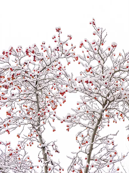 432167 - Crab apple (Malus x zumi 'Professor Sprenger')