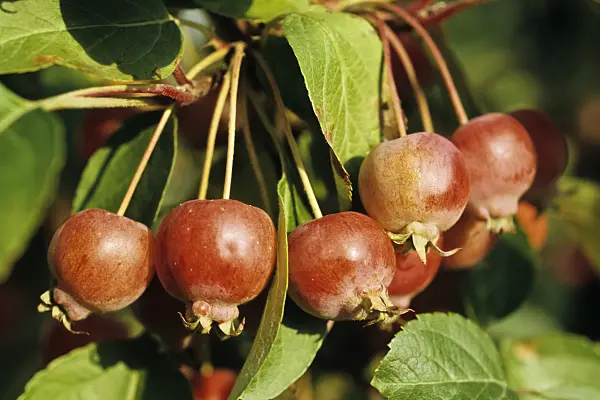 433204 - Crab apple (Malus x zumi 'Professor Sprenger')