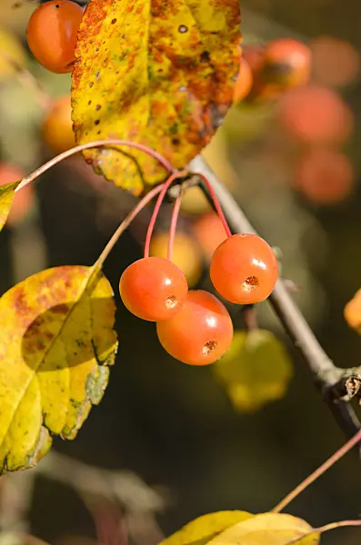 525281 - Crab apple (Malus x zumi 'Professor Sprenger')