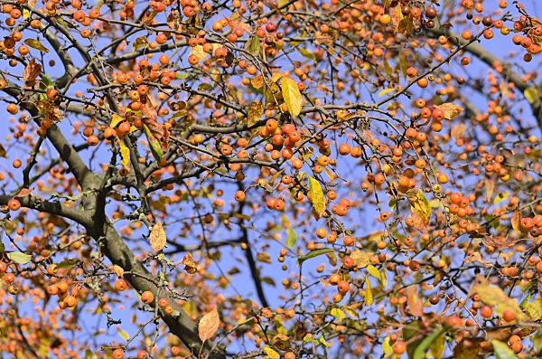 525282 - Crab apple (Malus x zumi 'Professor Sprenger')