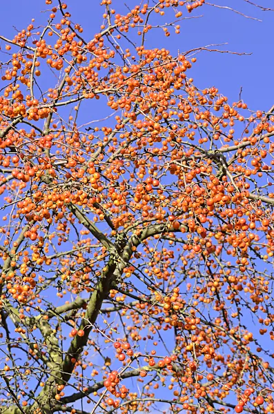 525433 - Crab apple (Malus x zumi 'Professor Sprenger')