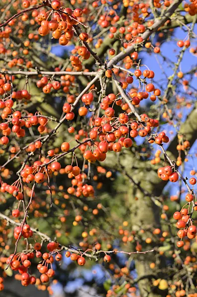 525434 - Crab apple (Malus x zumi 'Professor Sprenger')