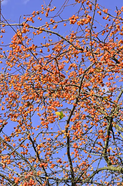 525435 - Crab apple (Malus x zumi 'Professor Sprenger')