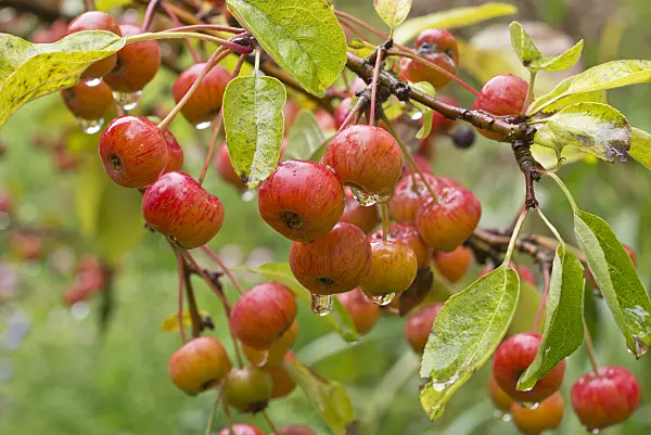 549191 - Crab apple (Malus x zumi 'Professor Sprenger')