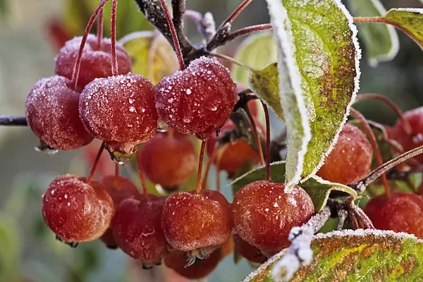 432086 - Crab apple (Malus x zumi 'Professor Sprenger') with hoar frost
