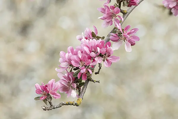 607153 - Crab apple (Malus Zita)