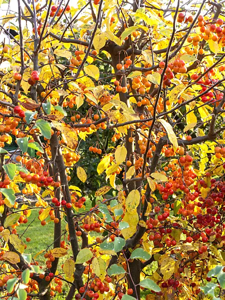 478047 - Crab apples (Malus)