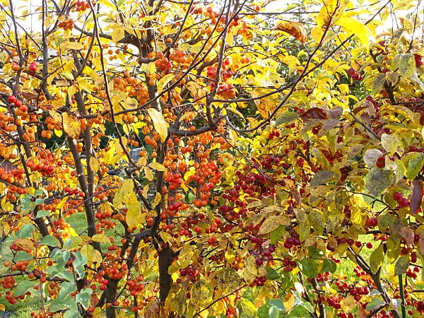 478048 - Crab apples (Malus)