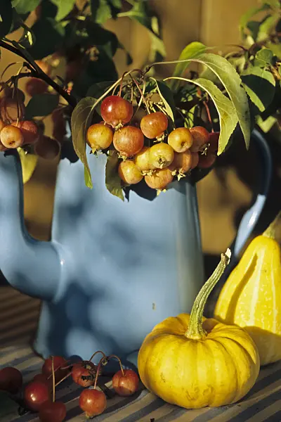 433208 - Crab apples (Malus) and squashes (Cucurbita)