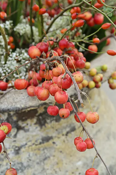 477066 - Crab apples (Malus) in a vase