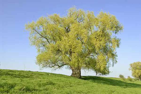 517240 - Crack willow (Salix fragilis)