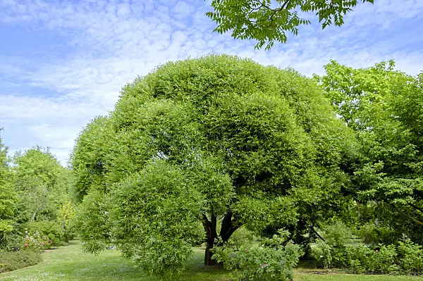 593192 - Crack willow (Salix fragilis 'Bullata')