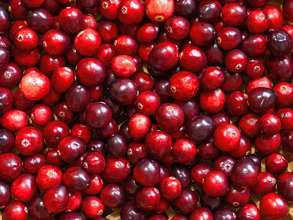444019 - Cranberry (Vaccinium macrocarpon)
