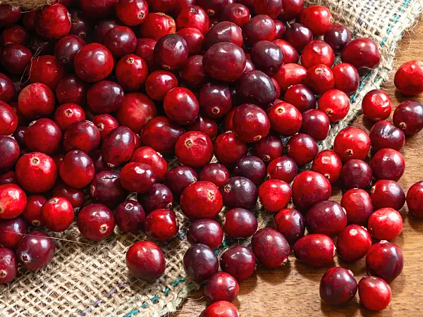 444022 - Cranberry (Vaccinium macrocarpon)