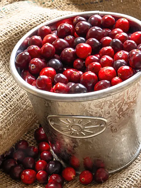 444024 - Cranberry (Vaccinium macrocarpon)