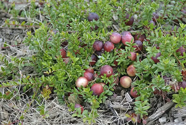 490182 - Cranberry (Vaccinium macrocarpon)
