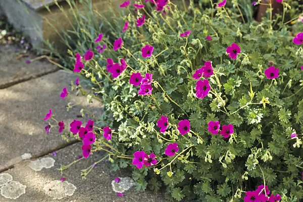 390072 - Cranesbill (Geranium)