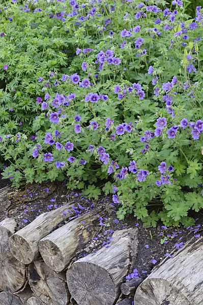 472319 - Cranesbill (Geranium)