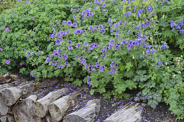 472320 - Cranesbill (Geranium)