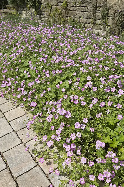 511307 - Cranesbill (Geranium)