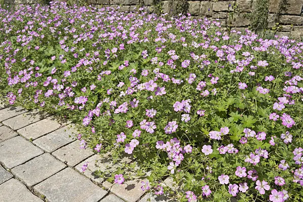 511308 - Cranesbill (Geranium)