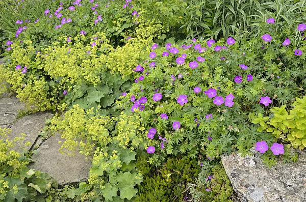 521348 - Cranesbill (Geranium) and lady's mantle (Alchemilla)