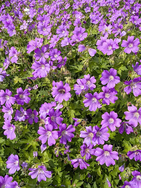 426109 - Cranesbill (Geranium spec.)