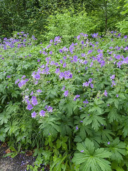 460103 - Cranesbill (Geranium spec.)