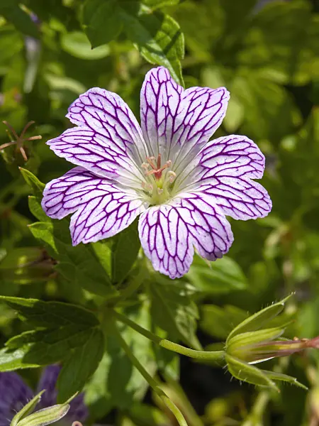 427146 - Cranesbill (Geranium versicolor)